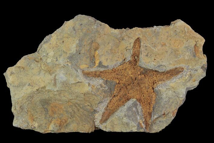 Ordovician Starfish (Petraster?) With Trilobite Tail - Morocco #94330